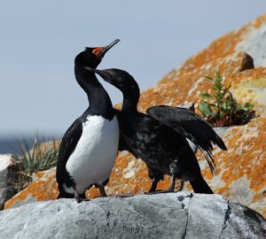 Rock Shag
