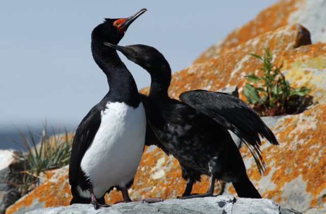 Rock Shag