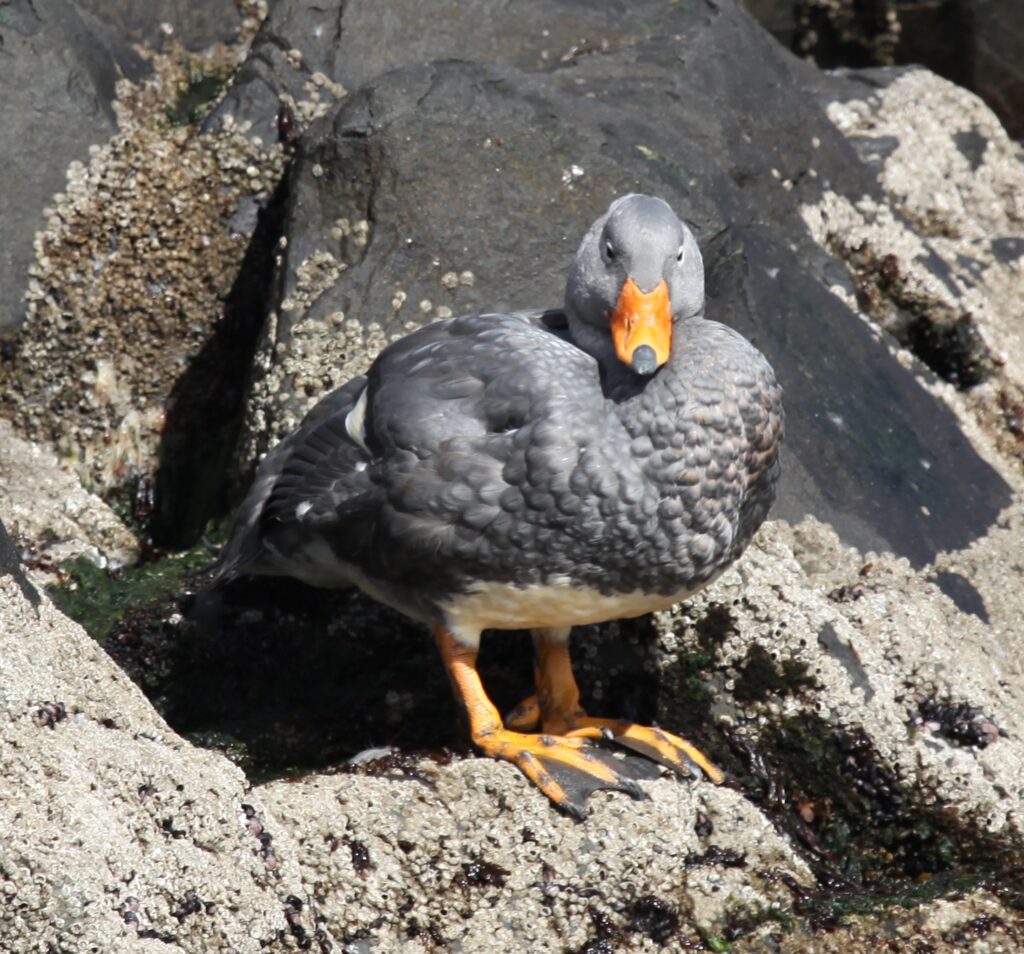 Fuegian Steamer Duck