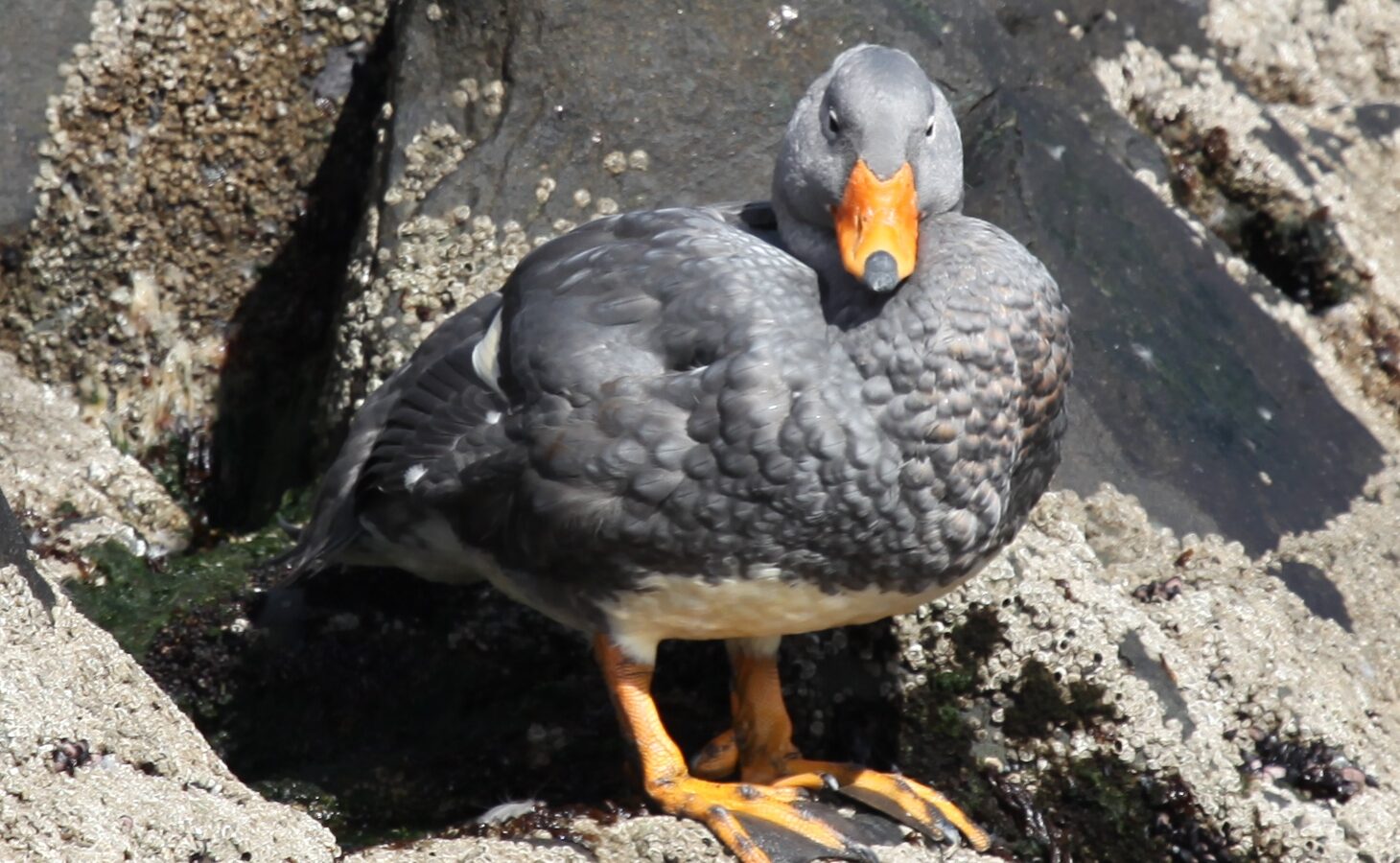 Fuegian Steamer Duck