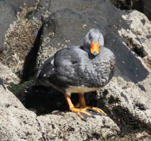 Fuegian Steamer Duck