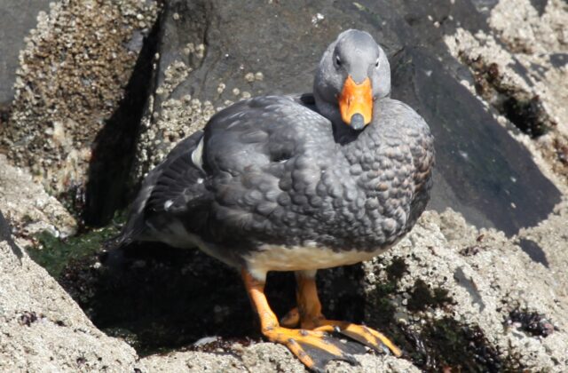 Fuegian Steamer Duck