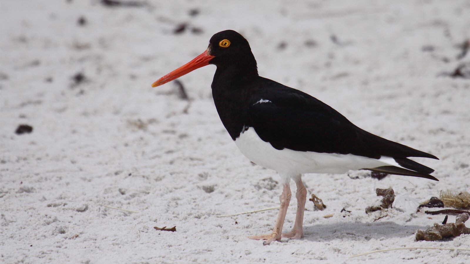 Magellanic Oystercatcher