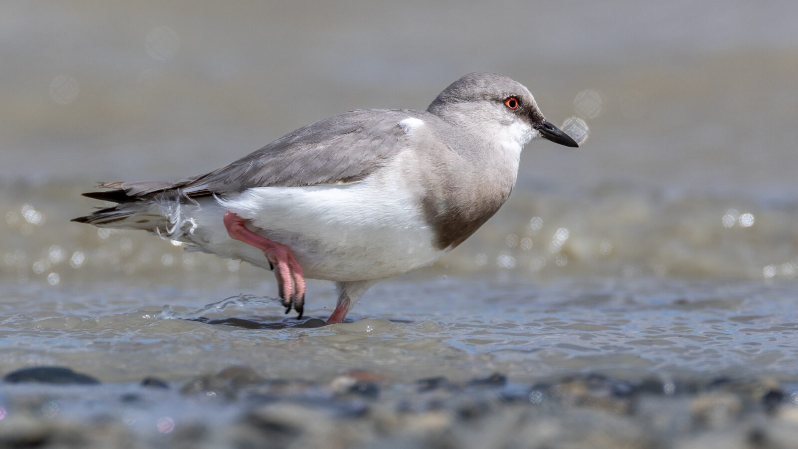 Magellanic Plover