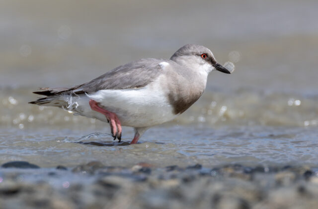 Magellanic Plover