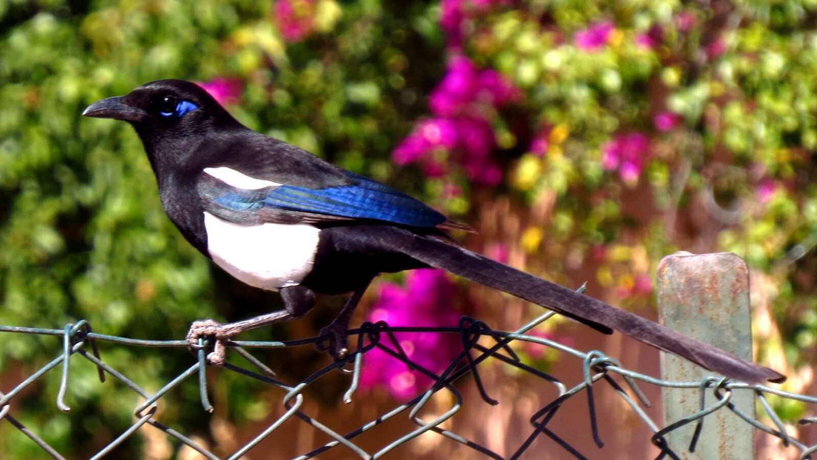Maghreb Magpie