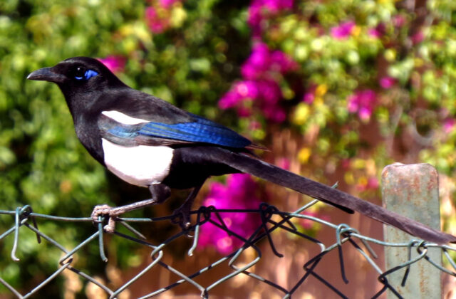 Maghreb Magpie