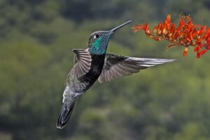 Rivoli’s Hummingbird