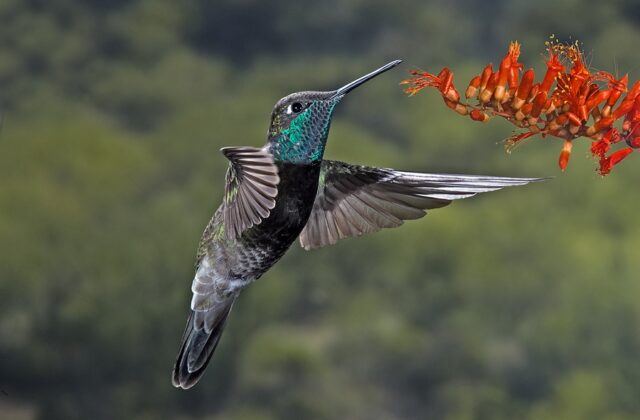 Rivoli’s Hummingbird