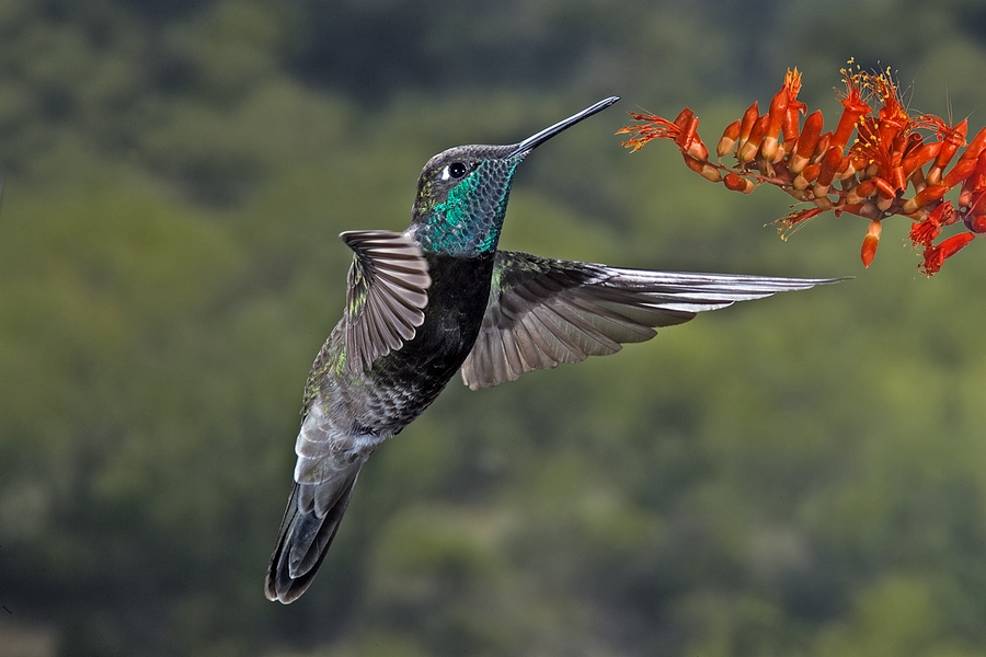 Rivoli’s Hummingbird