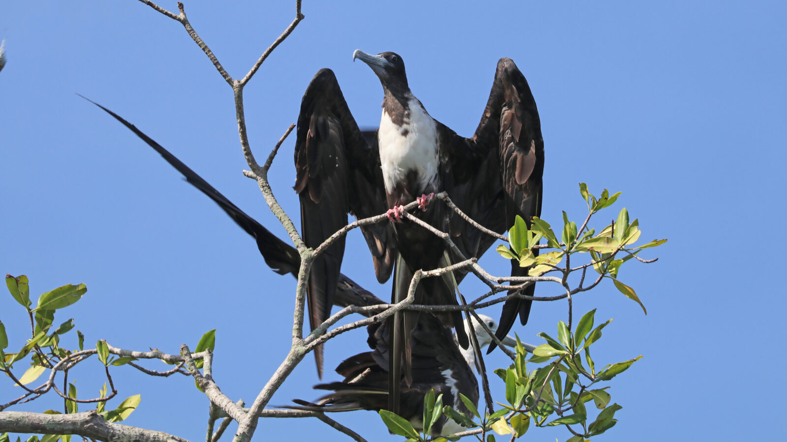 Magnificent Frigatebird