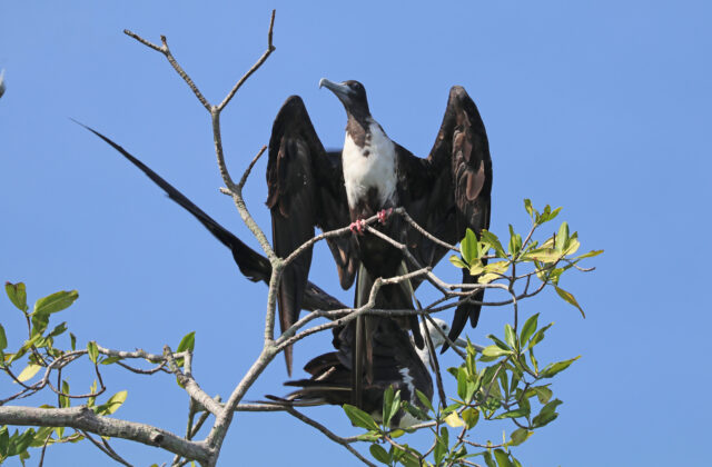 Magnificent Frigatebird