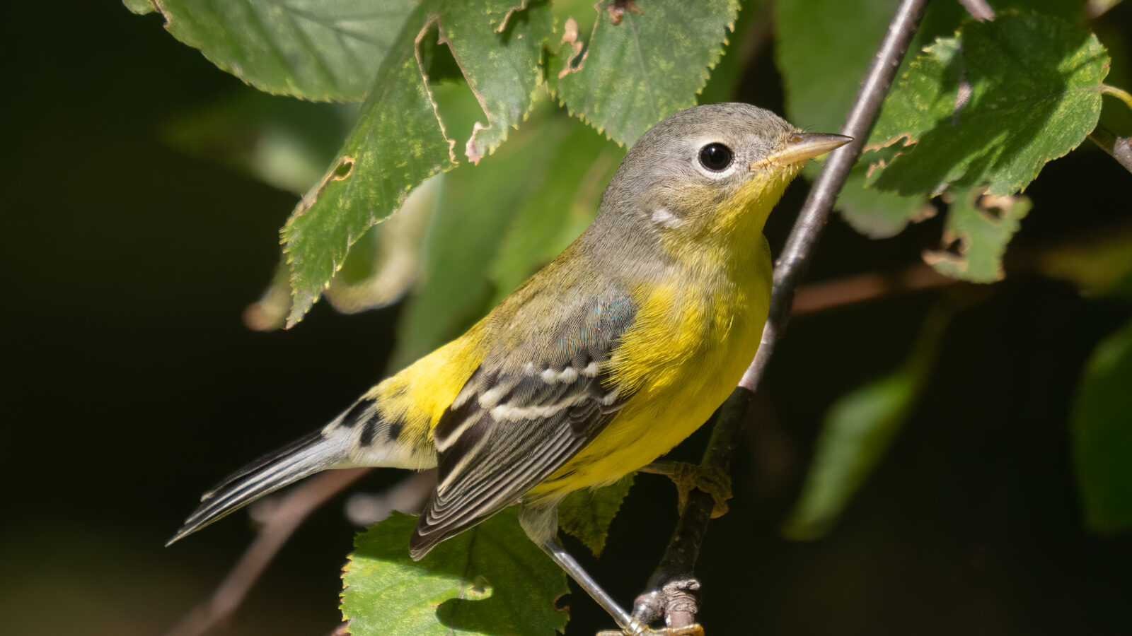 Magnolia Warbler