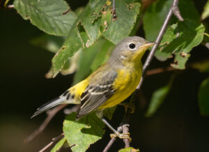 Magnolia Warbler