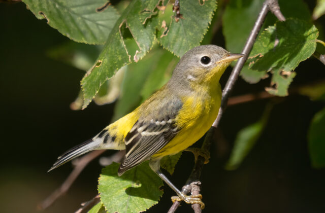 Magnolia Warbler