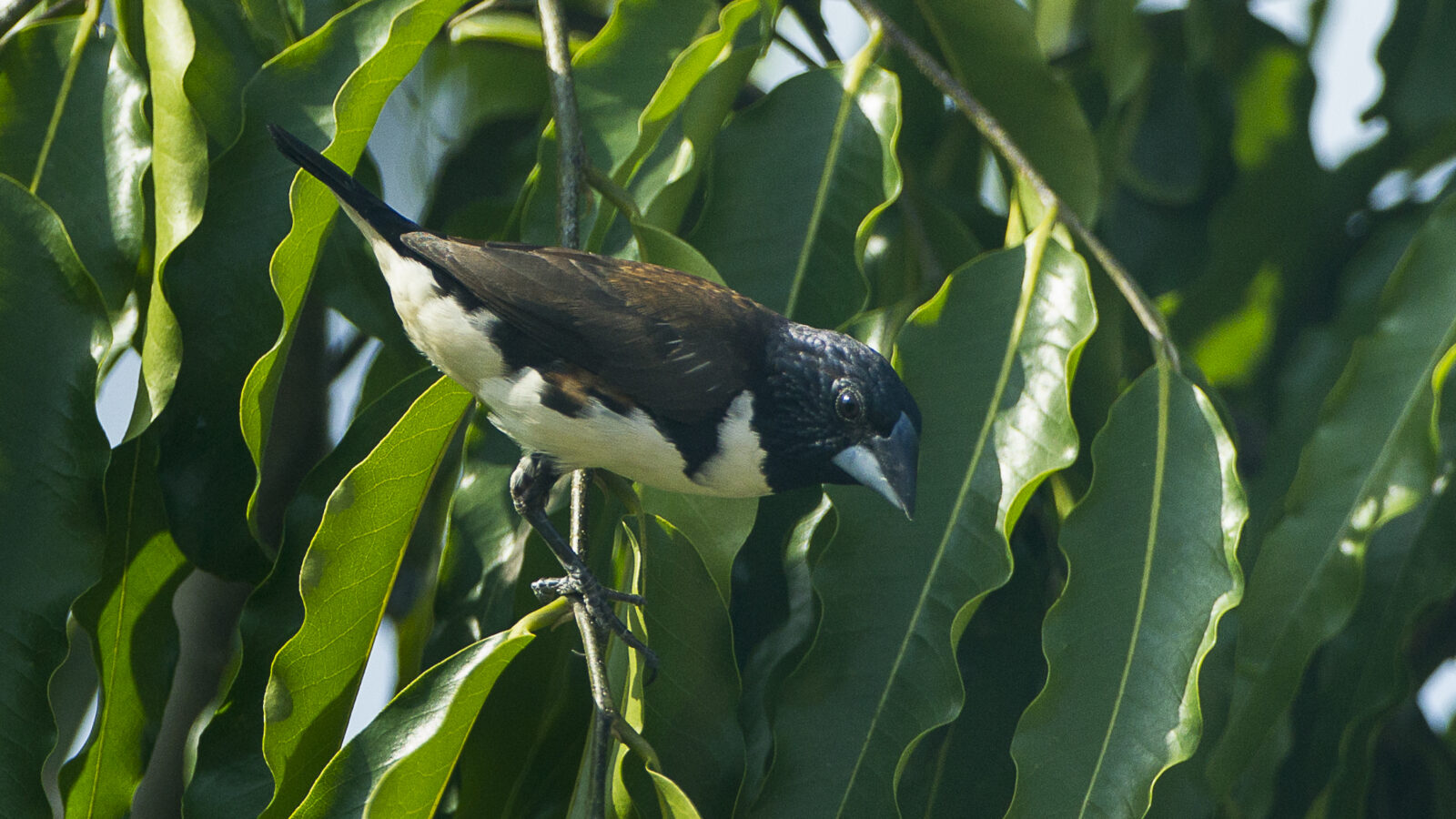 Magpie Mannikin