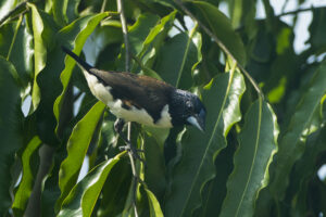 Magpie Mannikin