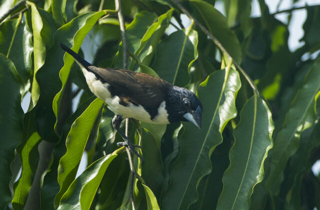 Magpie Mannikin
