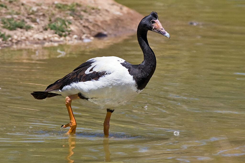 Magpie Goose