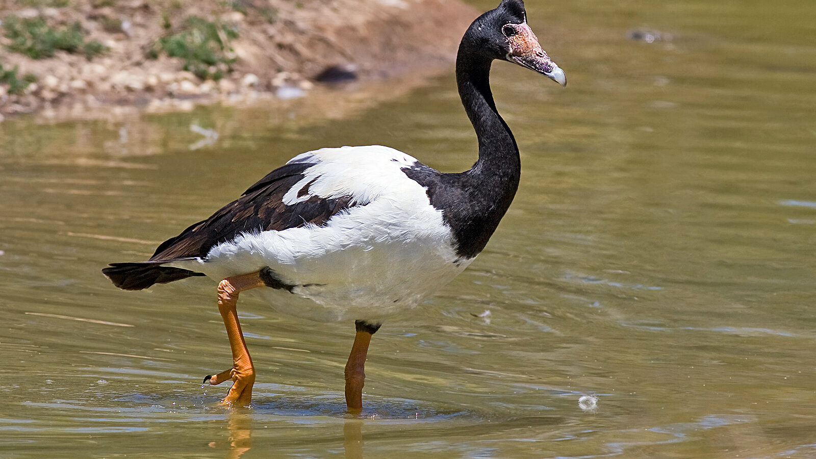 Magpie Goose