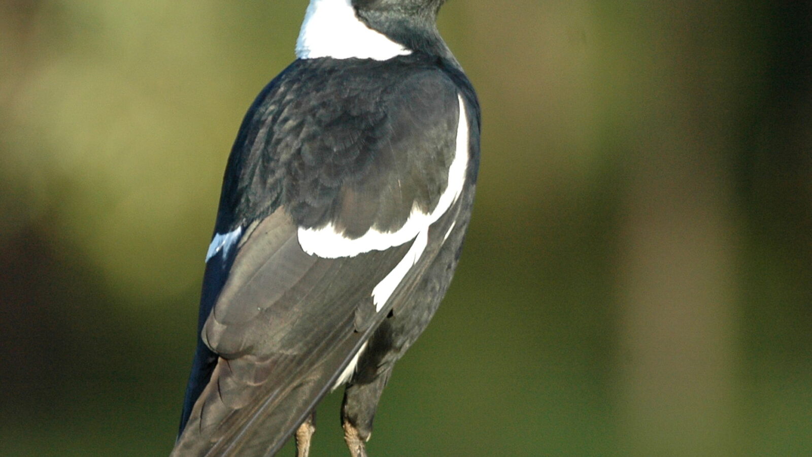 Australian Magpie