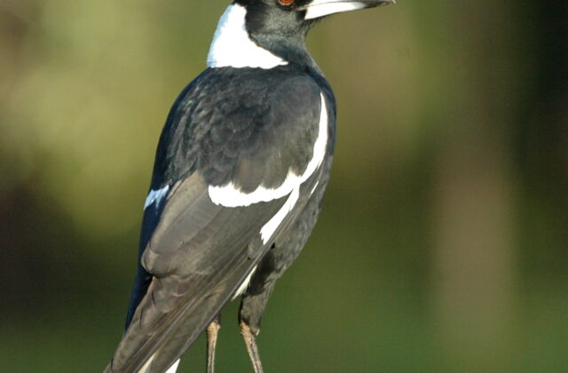 Australian Magpie