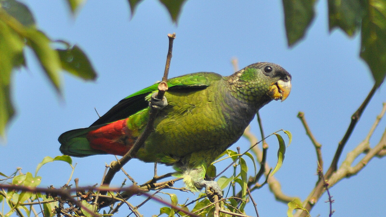 Scaly-headed Parrot