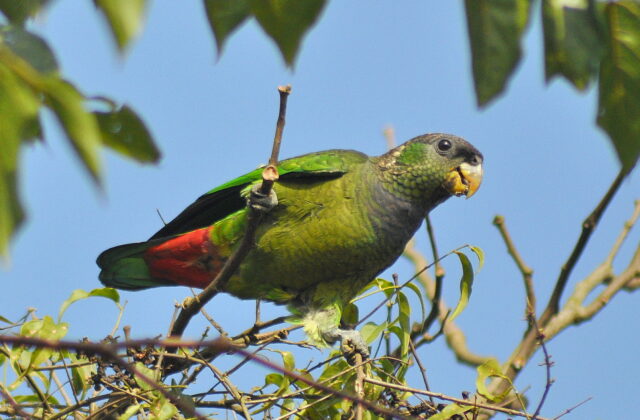 Scaly-headed Parrot