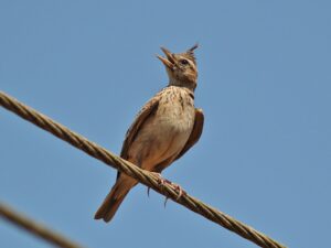 Malabar Lark
