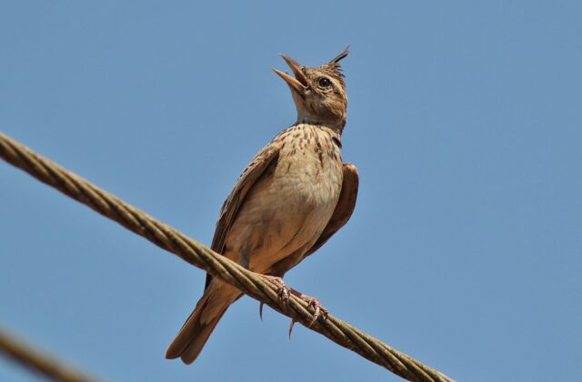 Malabar Lark