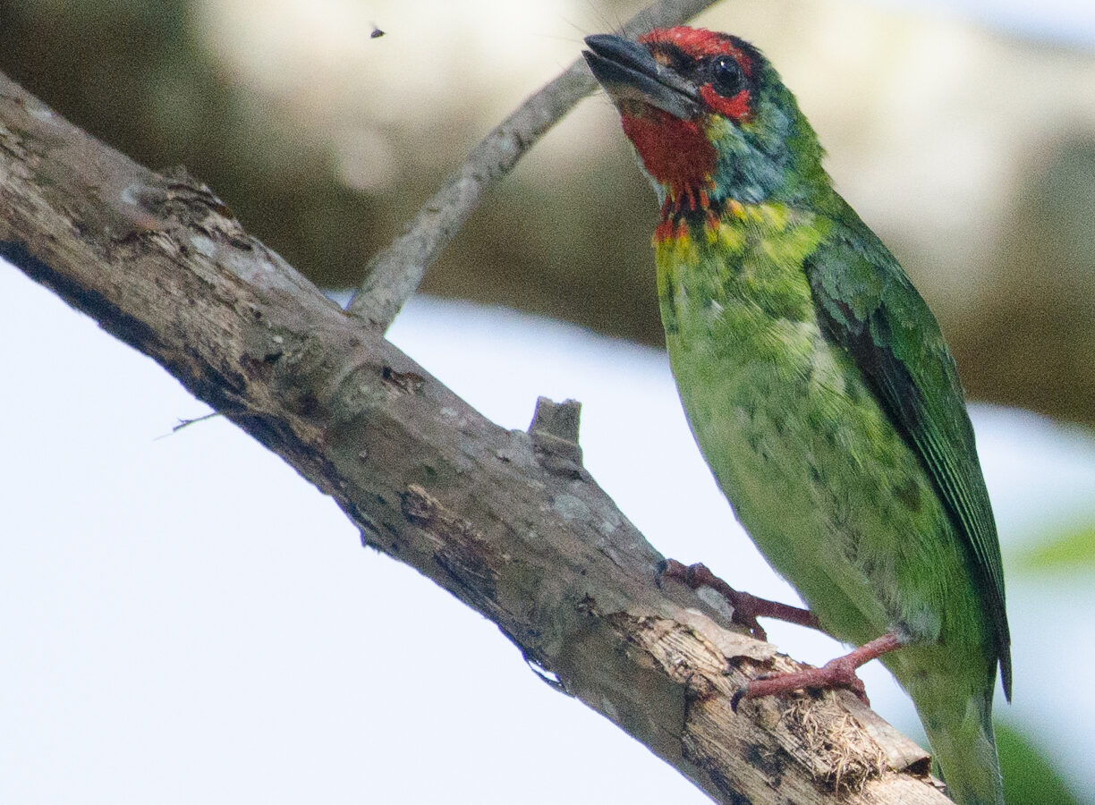 Malabar Barbet