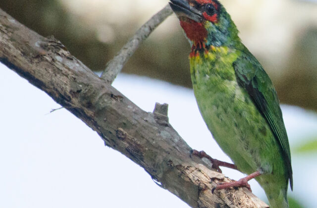 Malabar Barbet