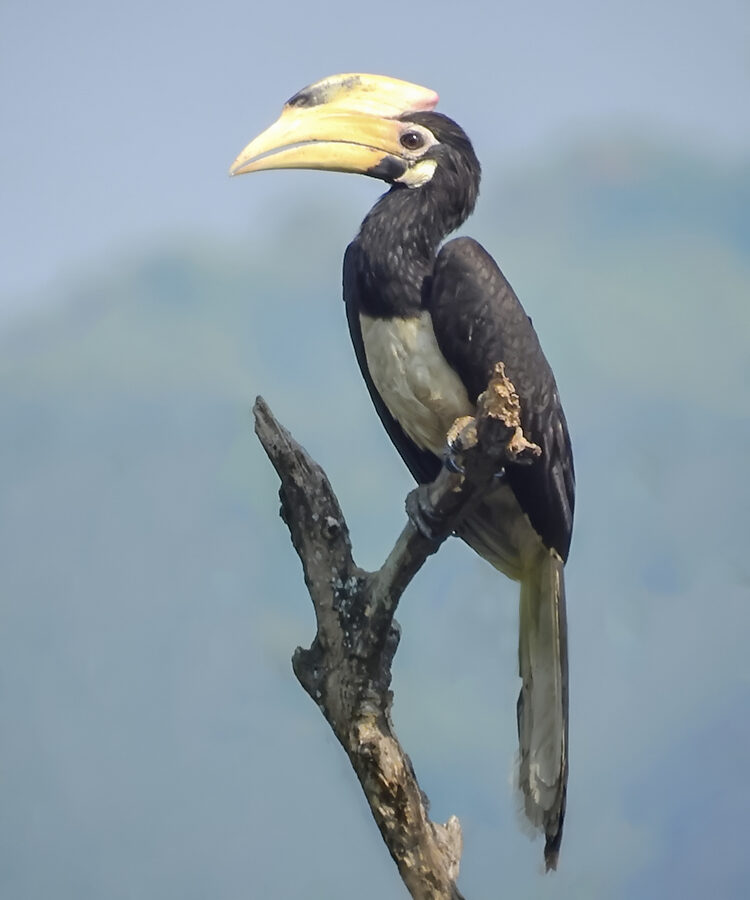 Malabar Pied Hornbill