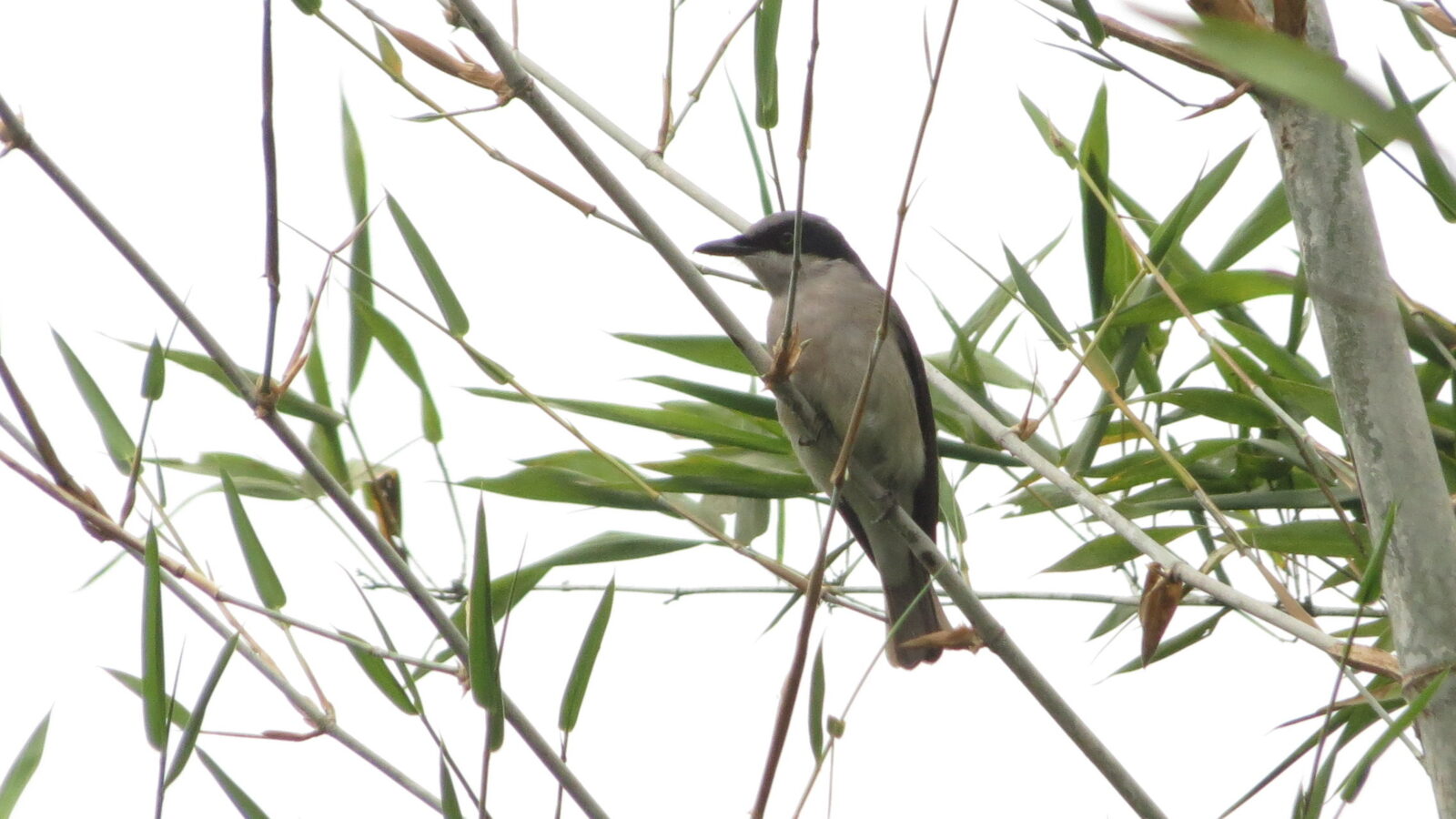 Malabar Woodshrike