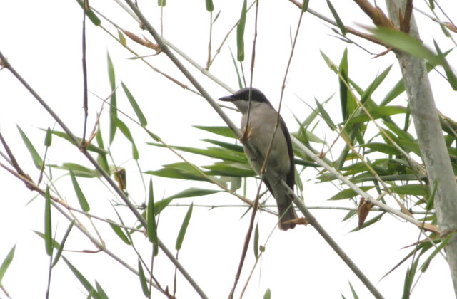Malabar Woodshrike