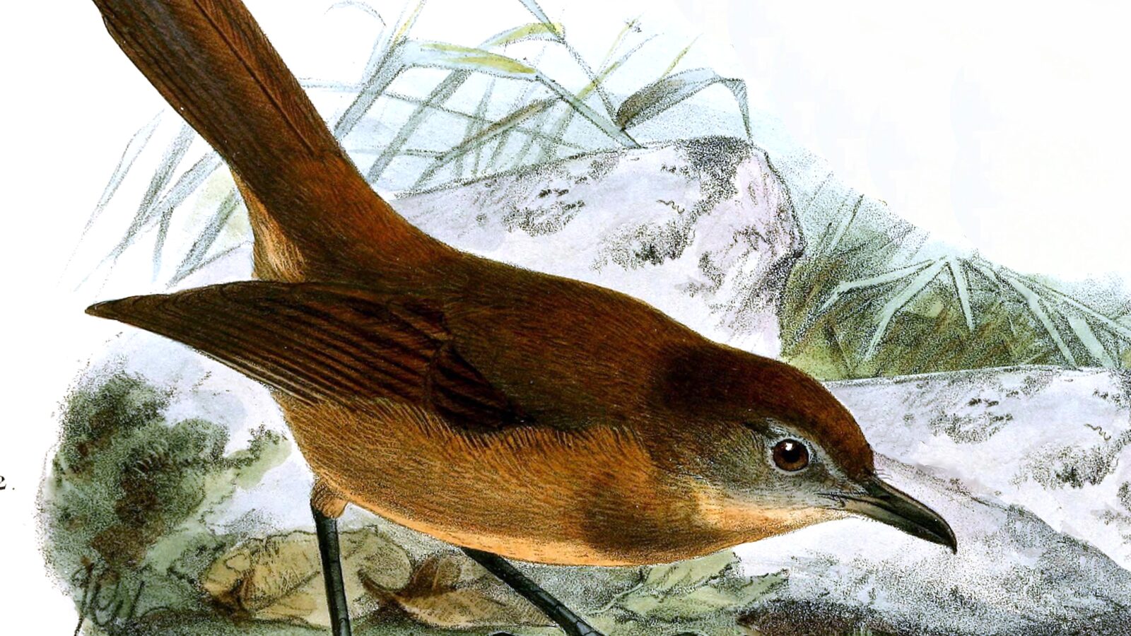 Brown Illadopsis