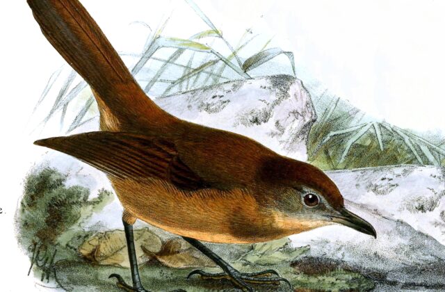 Brown Illadopsis