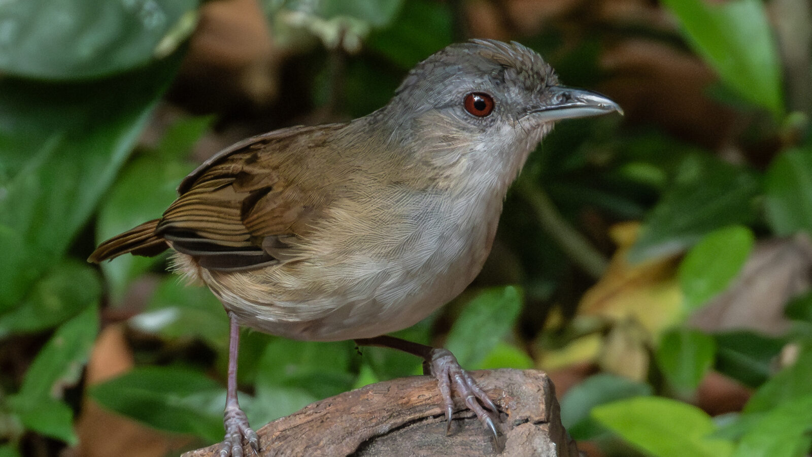 Horsfield’s Babbler