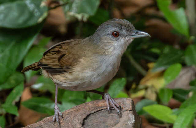 Horsfield’s Babbler