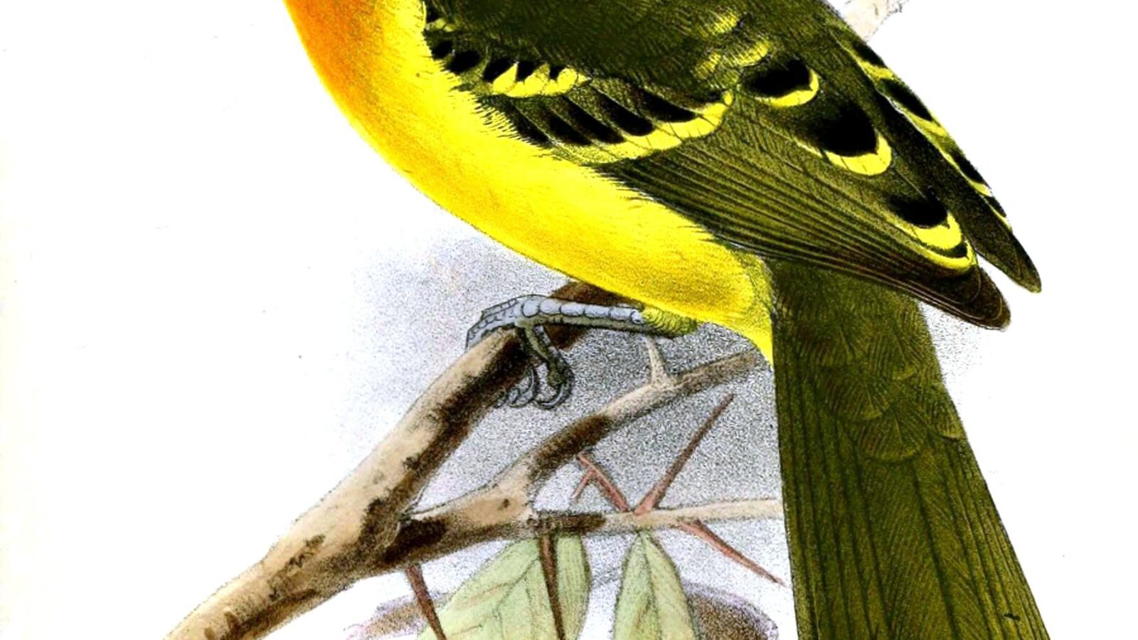 Lagden’s Bushshrike