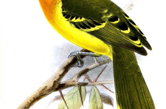 Lagden’s Bushshrike