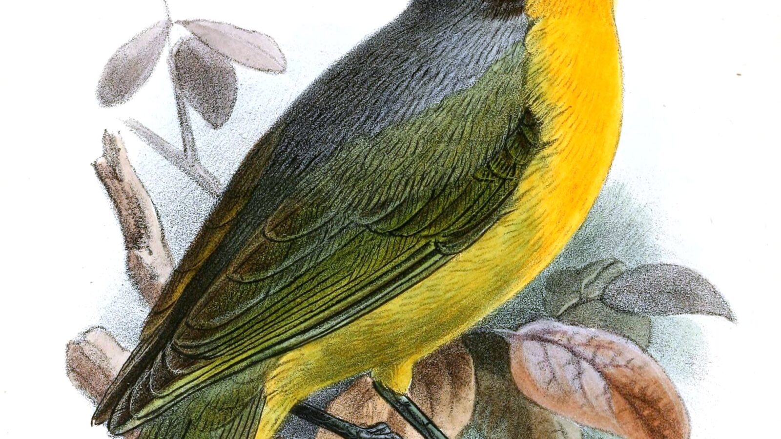 Black-fronted Bushshrike