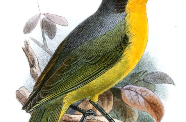 Black-fronted Bushshrike