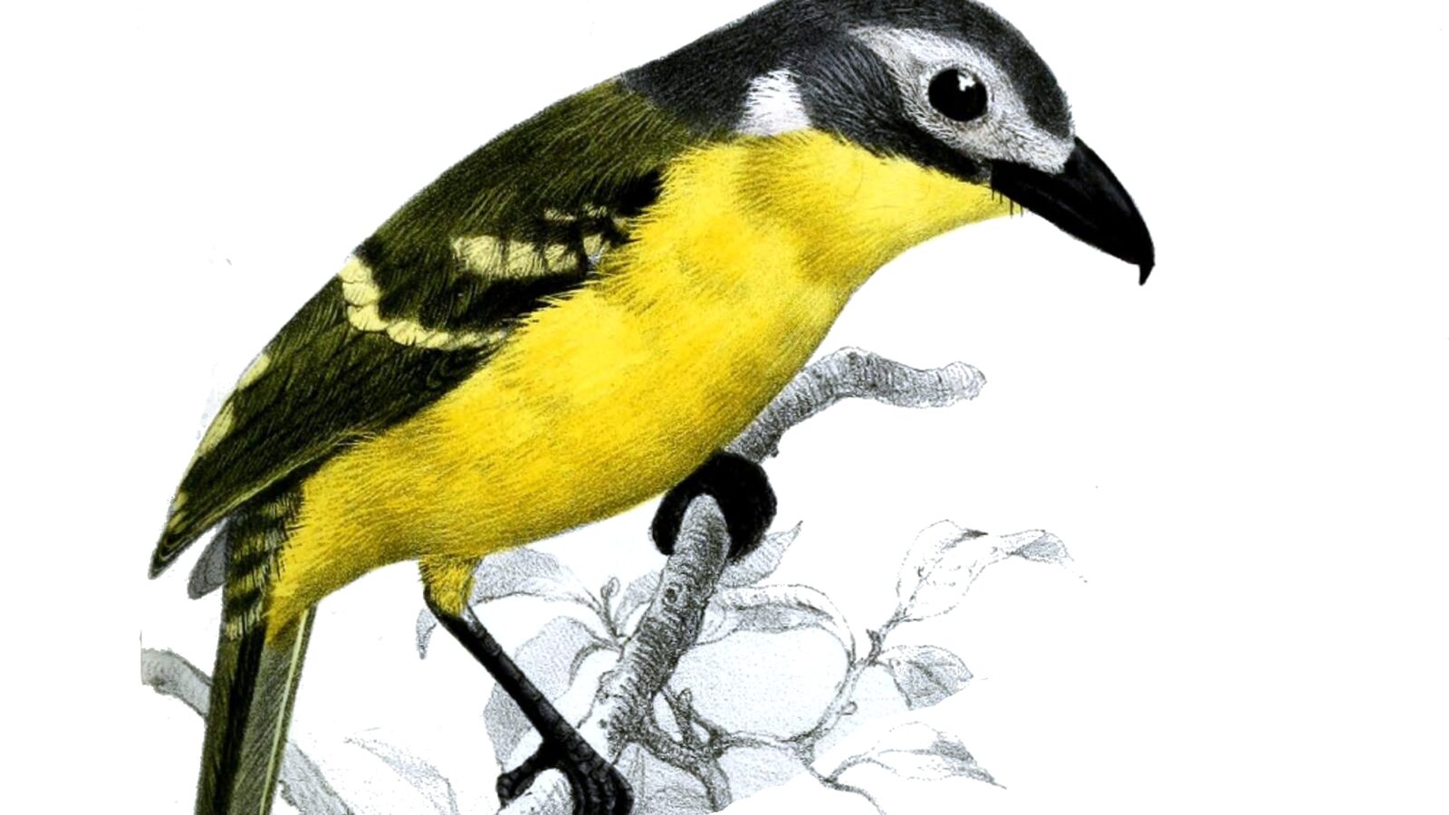 Monteiro’s Bushshrike