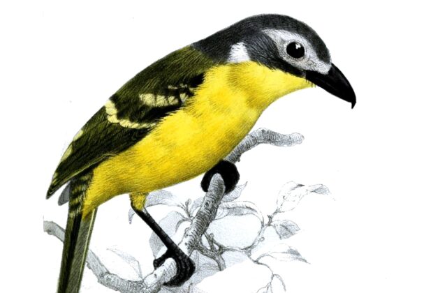Monteiro’s Bushshrike