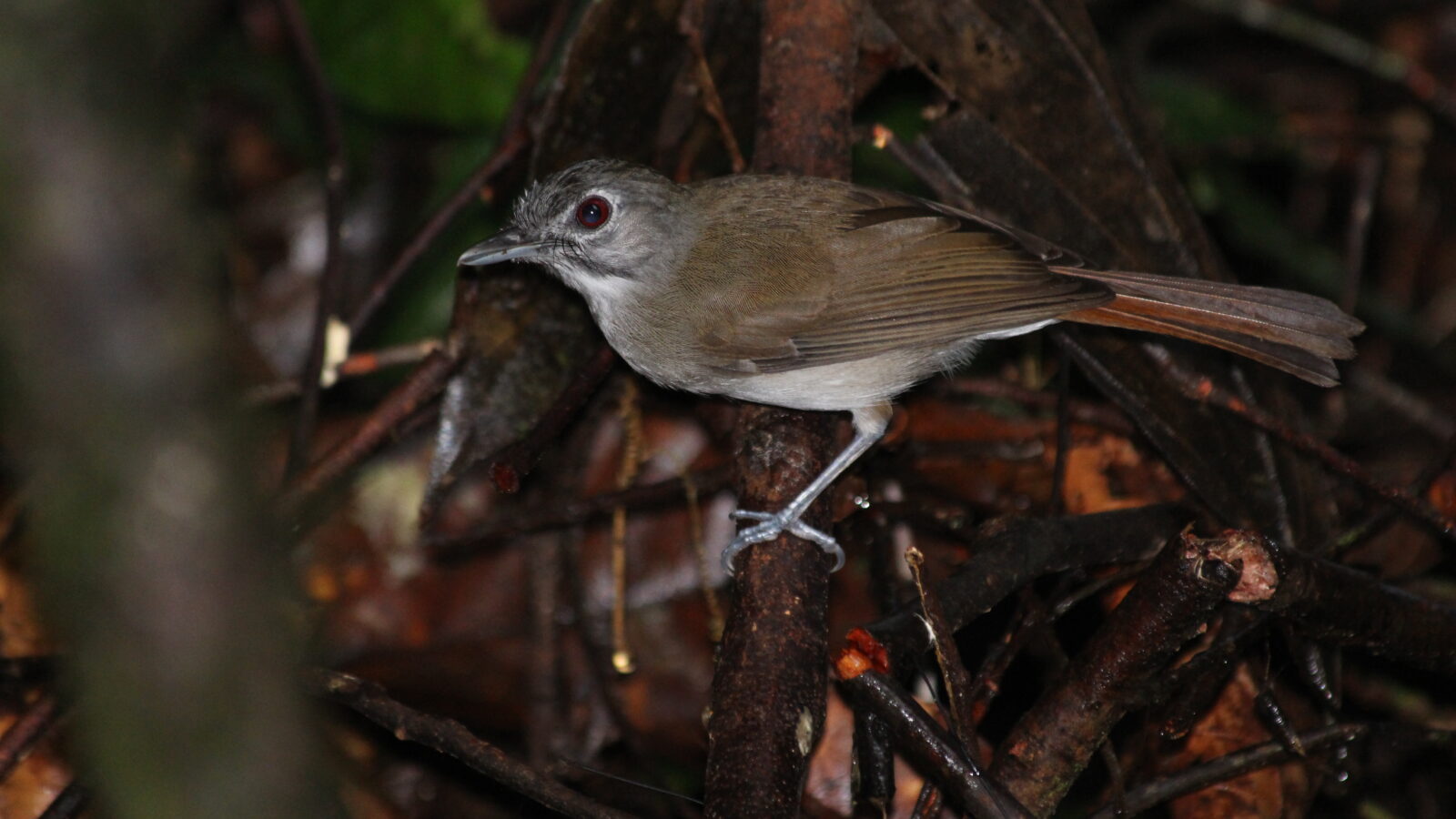 Moustached Babbler