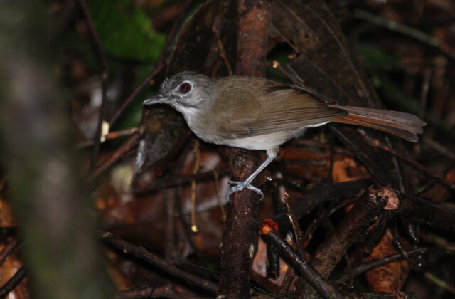 Moustached Babbler
