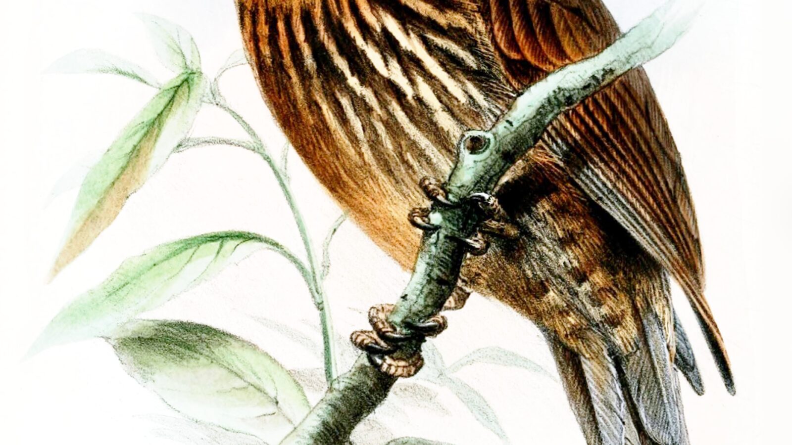 Black-streaked Puffbird