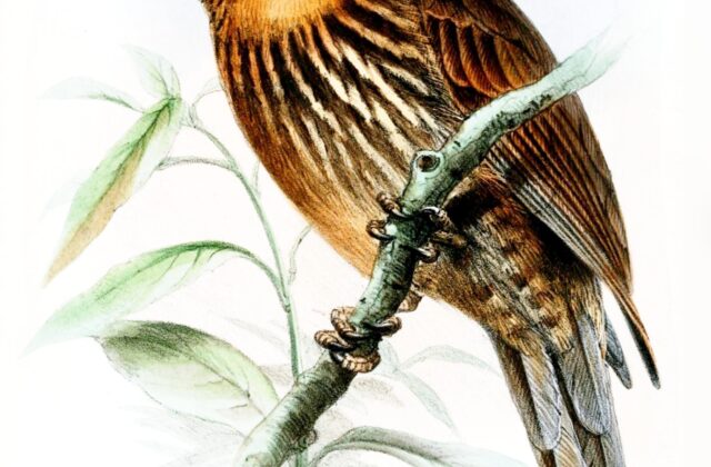 Black-streaked Puffbird