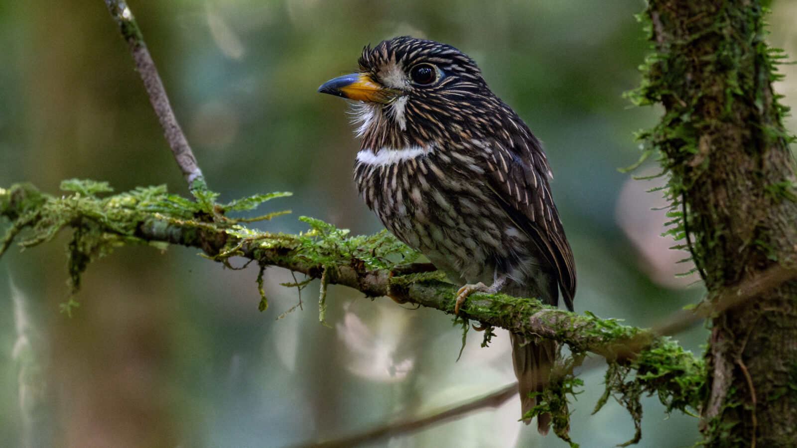White-chested Puffbird